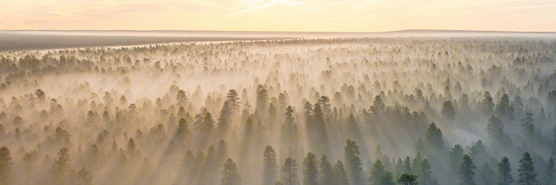 Nachhaltigkeitsbild Nebel Ueber Wald
